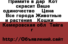 Примите в дар. Кот скрасит Ваше одиночество. › Цена ­ 0 - Все города Животные и растения » Кошки   . Кемеровская обл.,Тайга г.